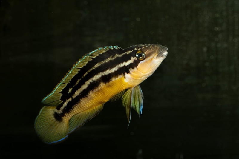 Julidochromis sp. 'ornatus uvira' Uvira